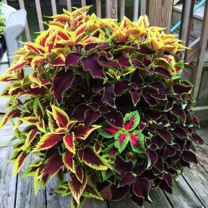 coleus
