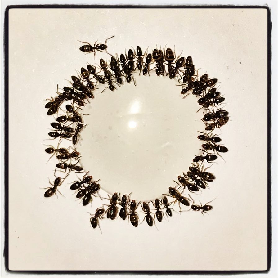 Deborah's Ants
